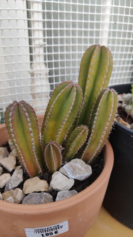 Foto de un cactus que se está identificando actualmente