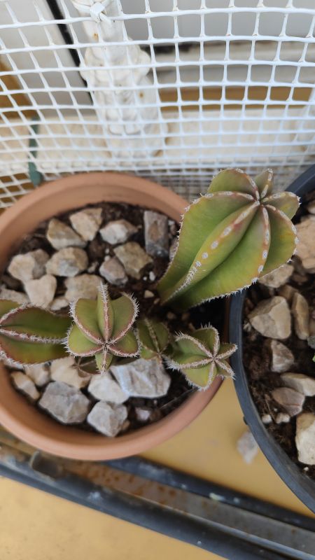 Foto de un cactus que se está identificando actualmente