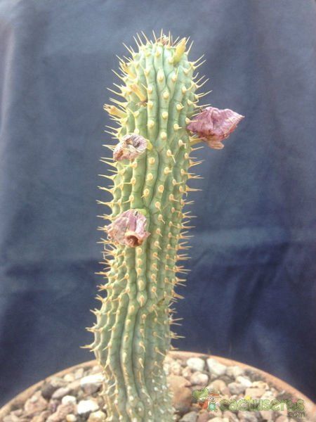 A photo of Hoodia gordonii
