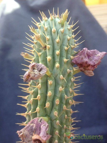 A photo of Hoodia gordonii