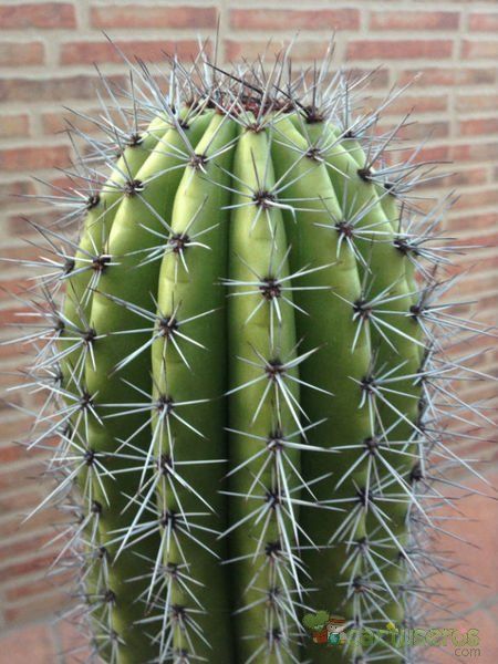 Una foto de Stenocereus thurberi subsp. thurberi