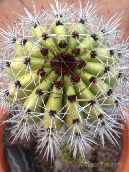 Una foto de Stenocereus thurberi subsp. thurberi
