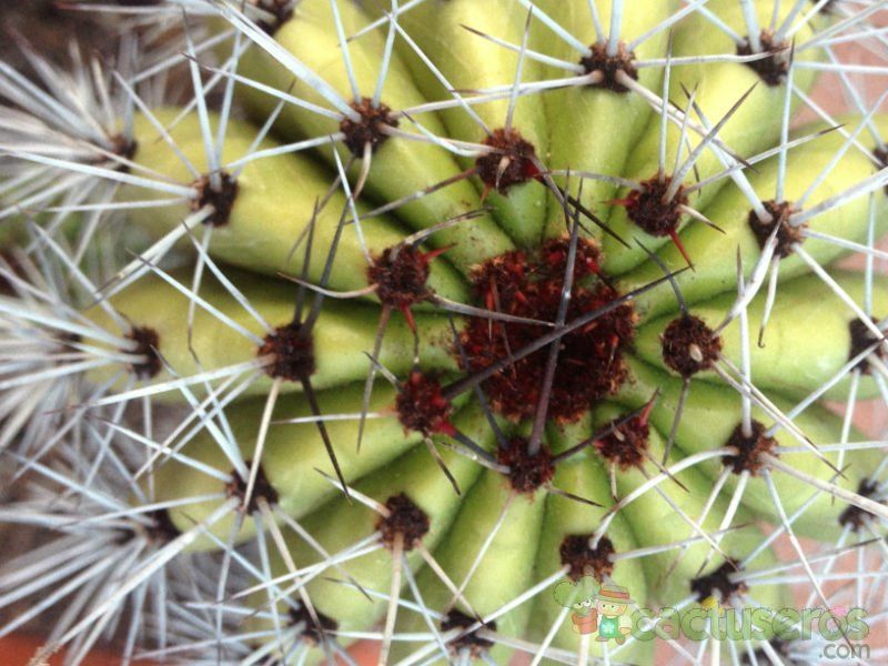 Una foto de Stenocereus thurberi subsp. thurberi