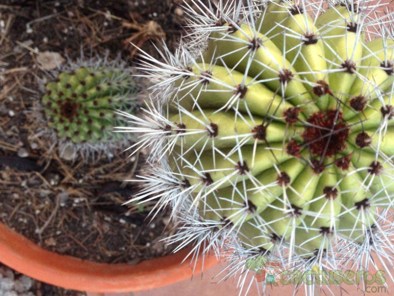 Una foto de Stenocereus thurberi subsp. thurberi