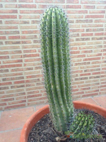 Una foto de Stenocereus thurberi subsp. thurberi
