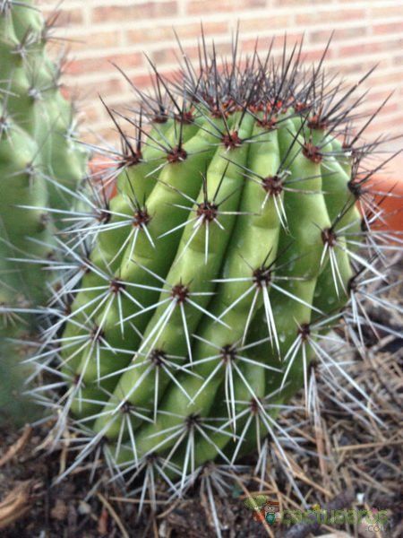 Una foto de Stenocereus thurberi subsp. thurberi