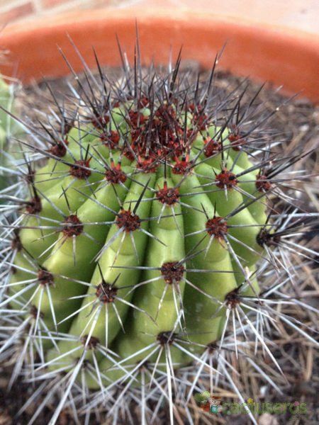 Una foto de Stenocereus thurberi subsp. thurberi