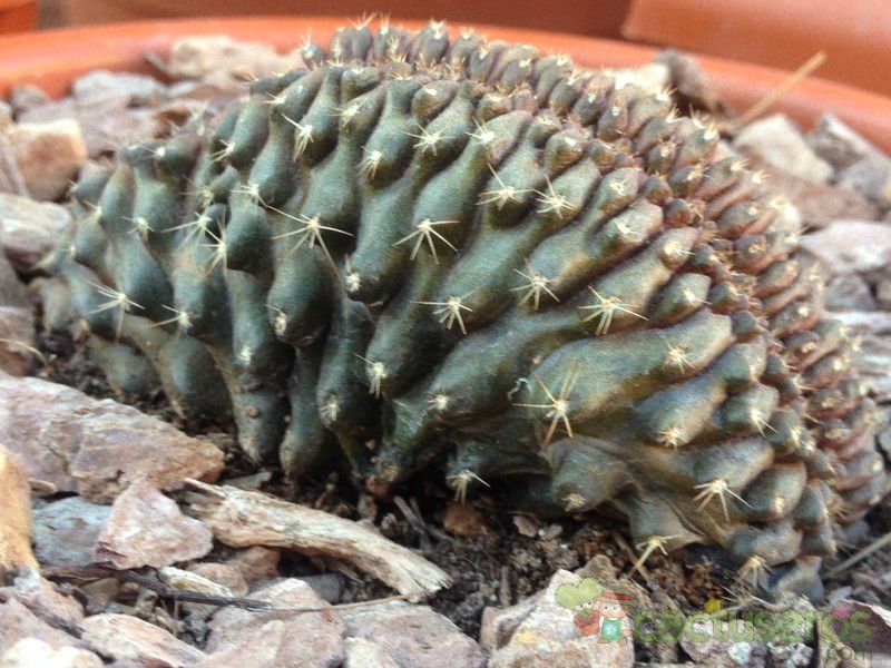 A photo of Copiapoa humilis fma. crestada