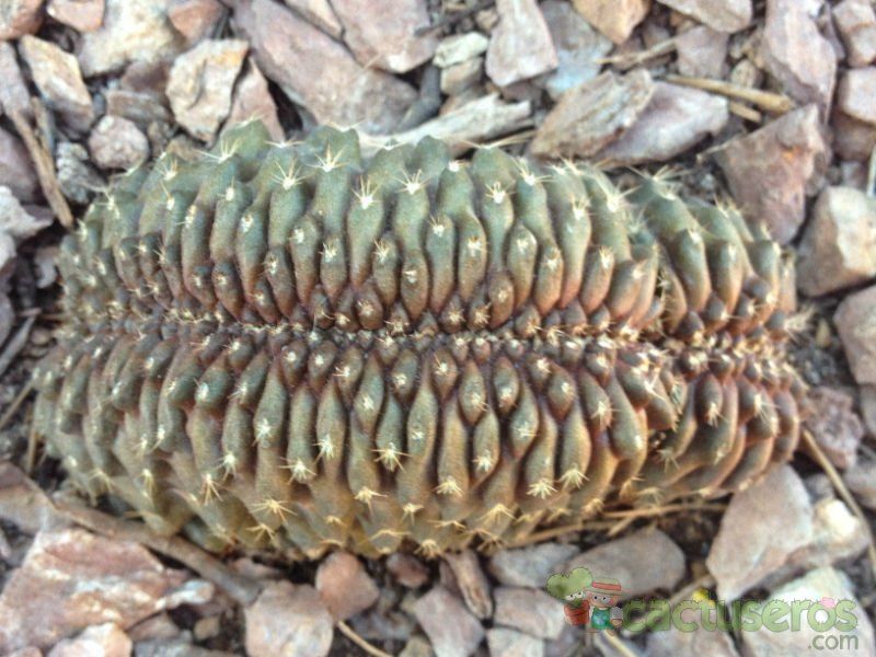 A photo of Copiapoa humilis fma. crestada