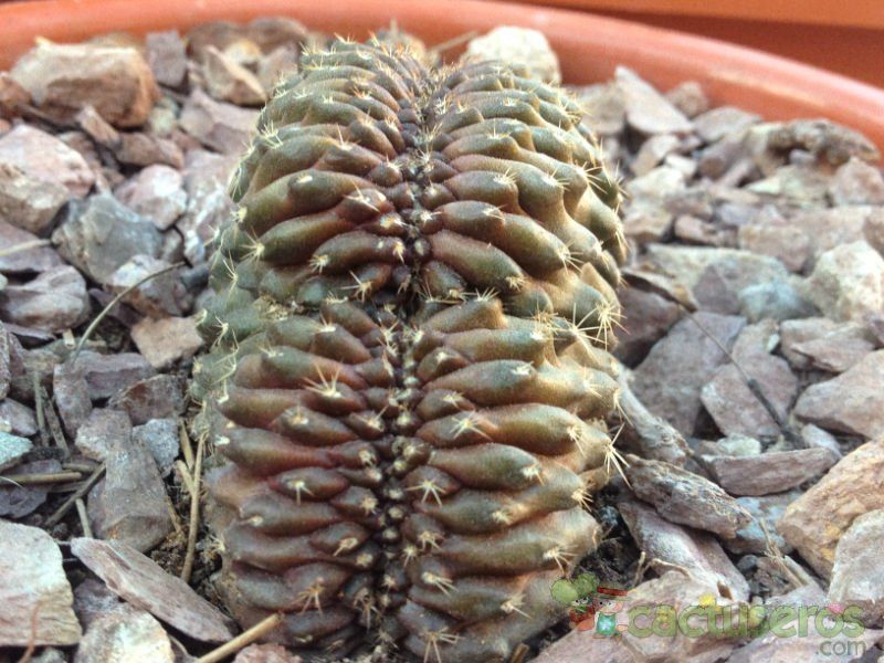 A photo of Copiapoa humilis fma. crestada