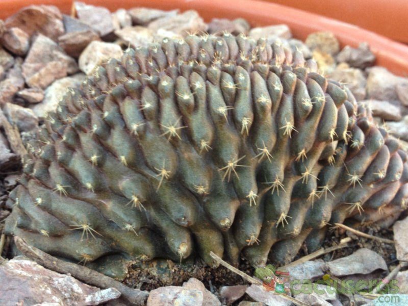 A photo of Copiapoa humilis fma. crestada