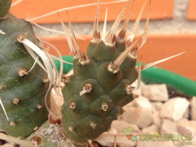 A photo of Tephrocactus articulatus fma. papyracanthus