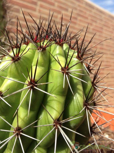 Una foto de Stenocereus thurberi subsp. thurberi