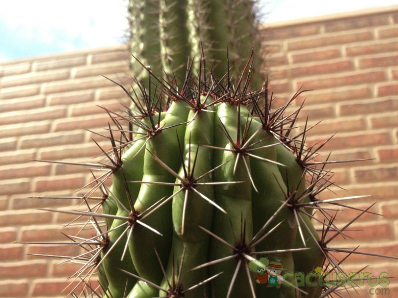 Una foto de Stenocereus thurberi subsp. thurberi