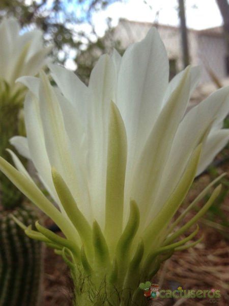 A photo of Echinopsis schickendantzii