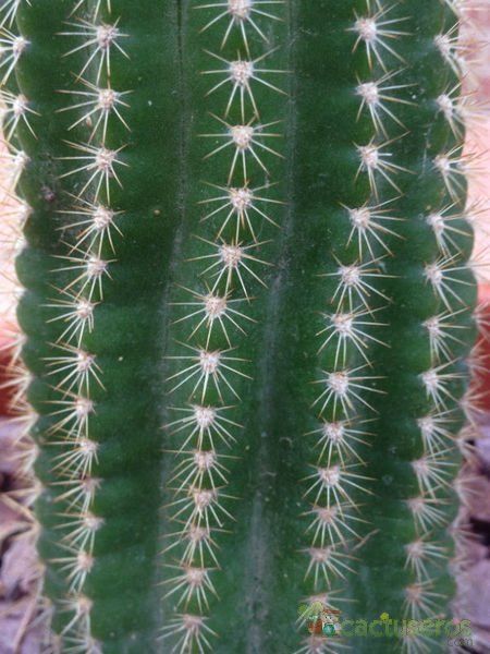 A photo of Echinopsis schickendantzii