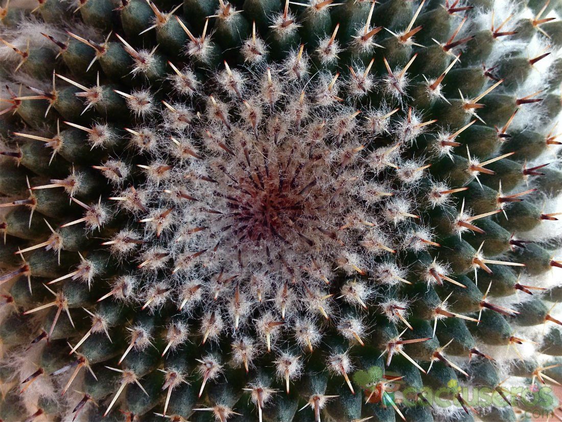 Una foto de Mammillaria sempervivi