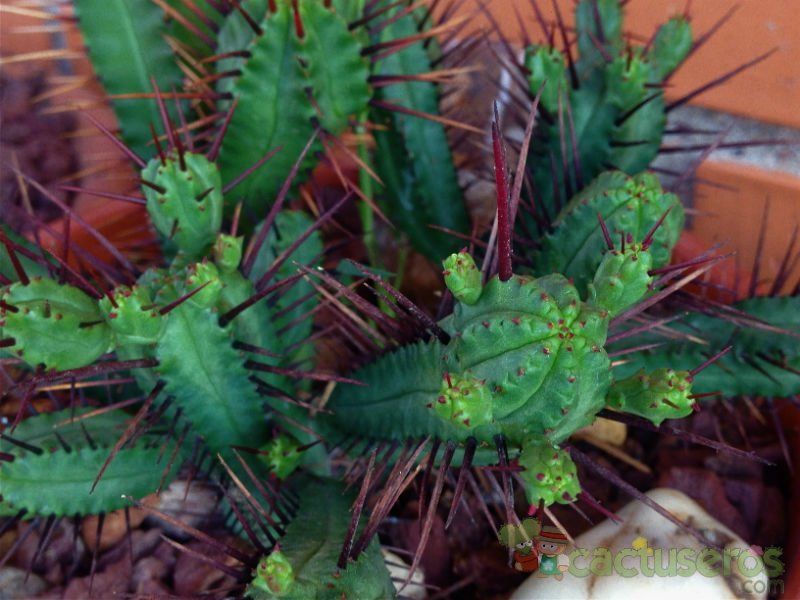 A photo of Euphorbia enopla