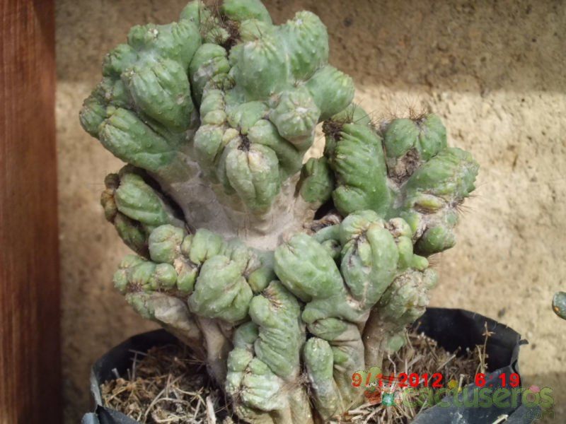 Una foto de Cereus peruvianus fma. monstruosa
