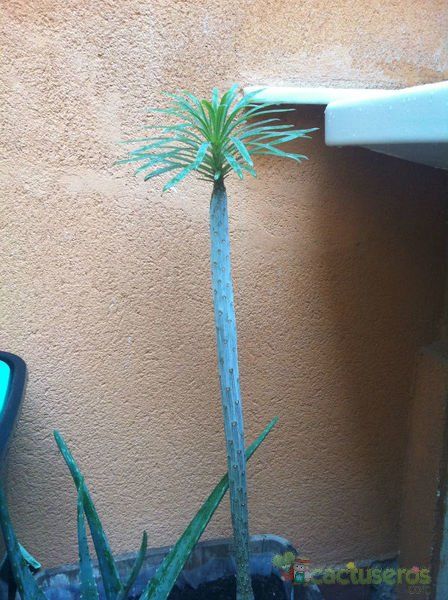 A photo of Kleinia neriifolia