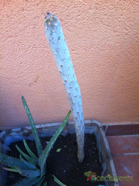 A photo of Kleinia neriifolia