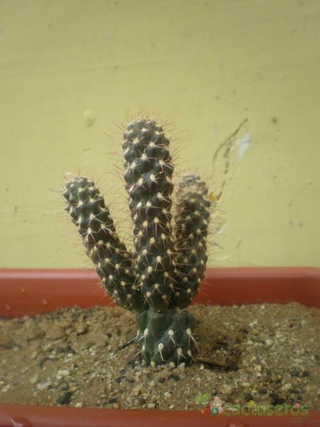 Una foto de Cylindropuntia fulgida