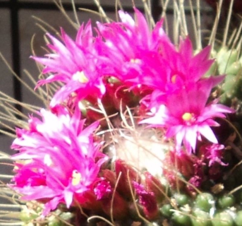 A photo of Mammillaria spinosissima fma. unpico