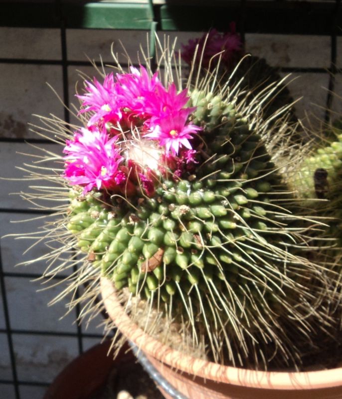 A photo of Mammillaria spinosissima fma. unpico