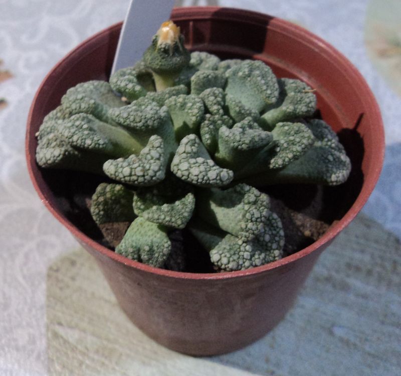 Una foto de Titanopsis calcarea