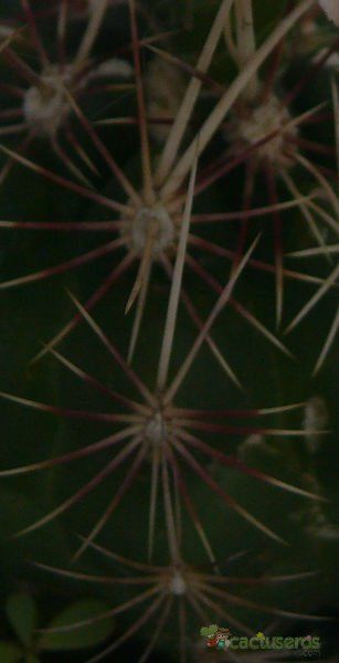 Una foto de Thelocactus bicolor ssp. bicolor