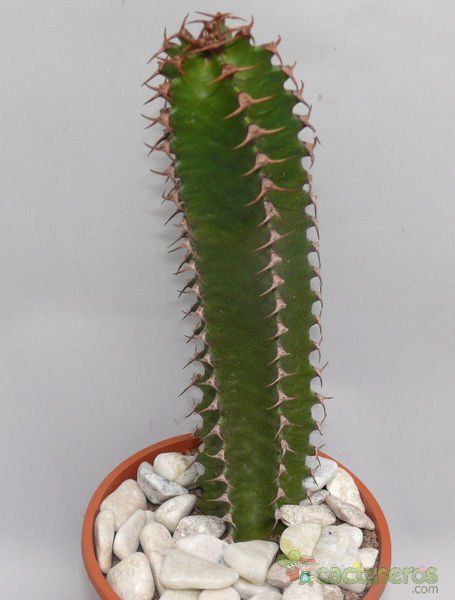A photo of Euphorbia canariensis