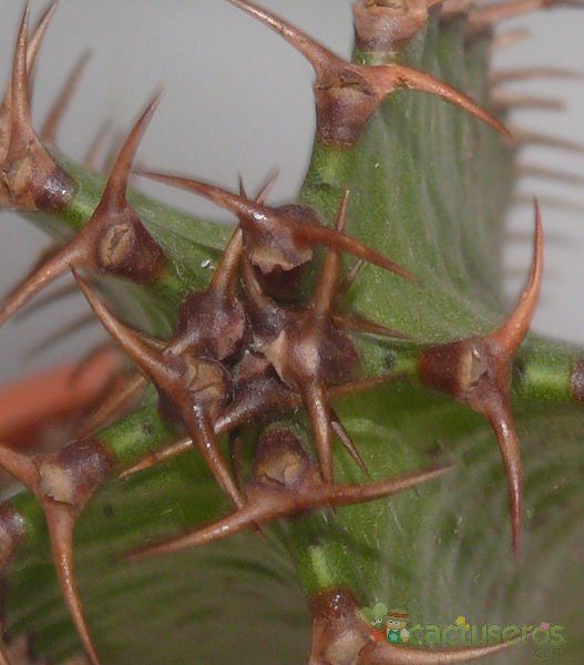 A photo of Euphorbia canariensis