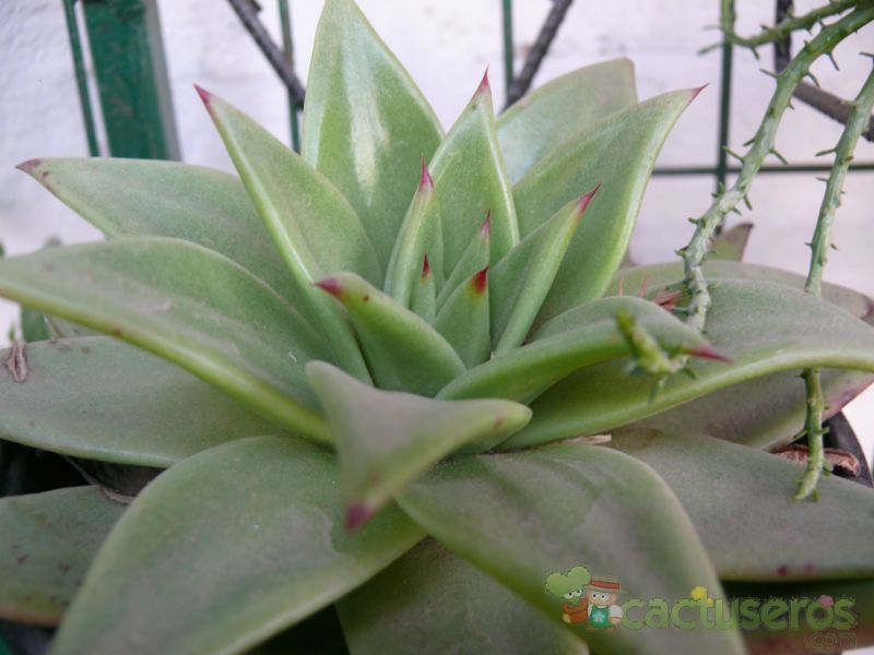Una foto de Echeveria agavoides 