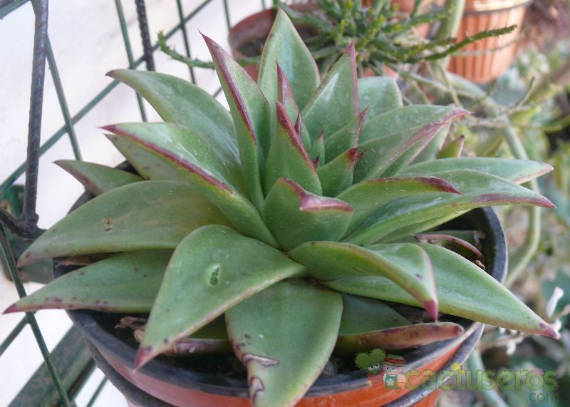 Una foto de Echeveria agavoides 