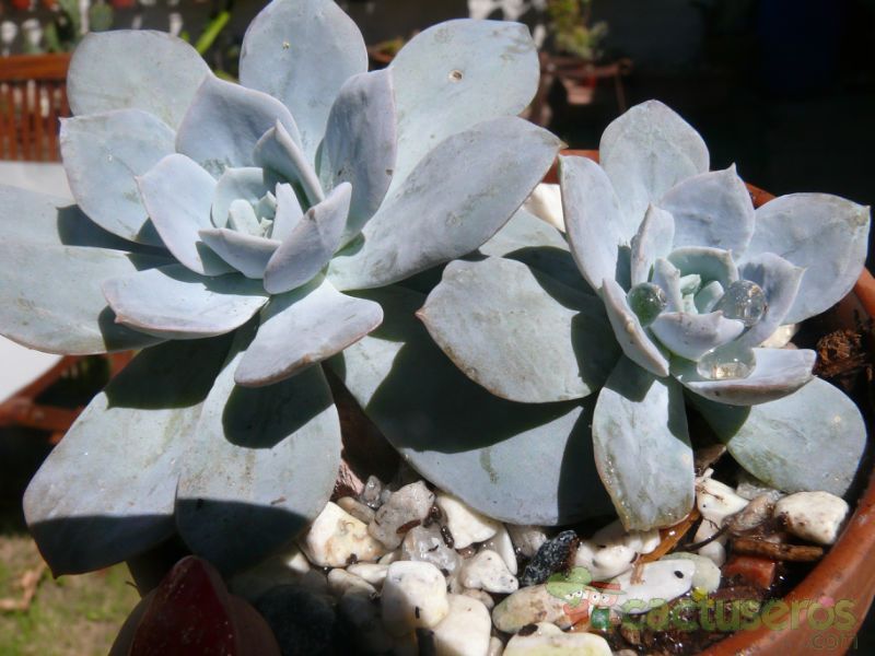 A photo of Dudleya pulverulenta