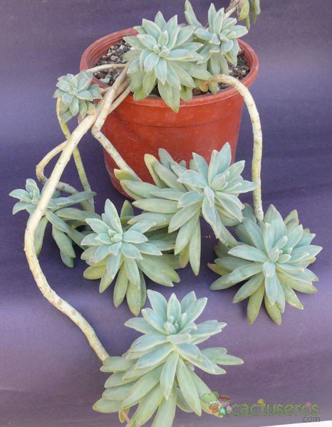 Una foto de Pachyphytum longifolium