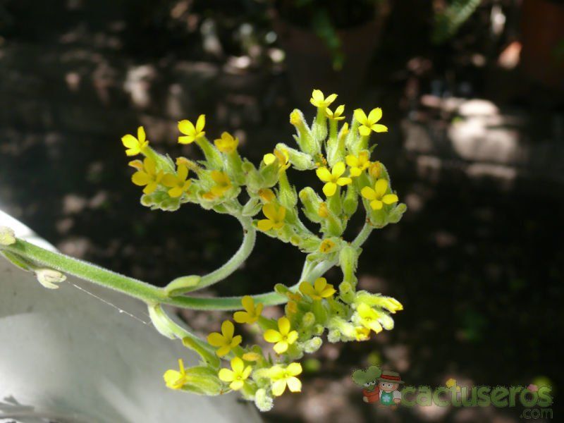 A photo of Kalanchoe citrina