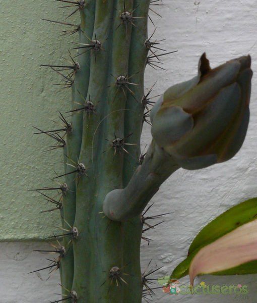A photo of Cereus aethiops