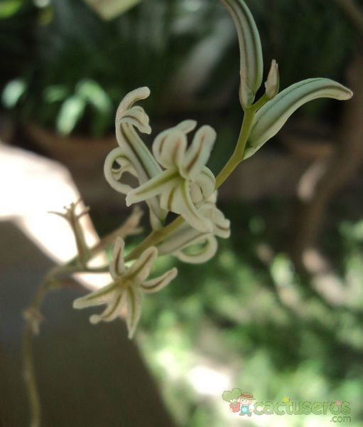 Una foto de Haworthia cooperi var. truncata
