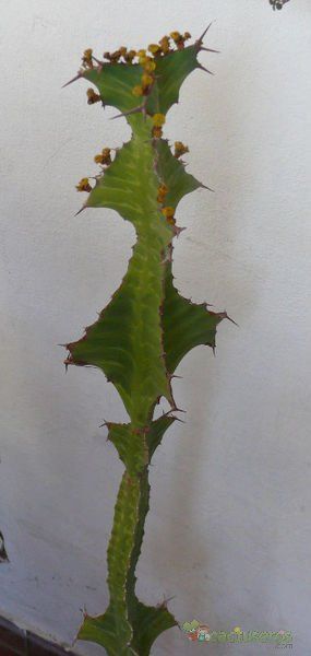 A photo of Euphorbia breviarticulata  