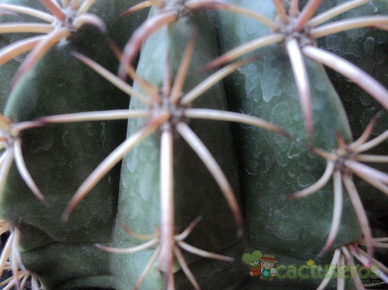 A photo of Melocactus neryi