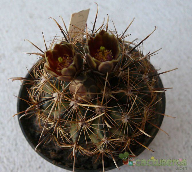 A photo of Sclerocactus scheeri
