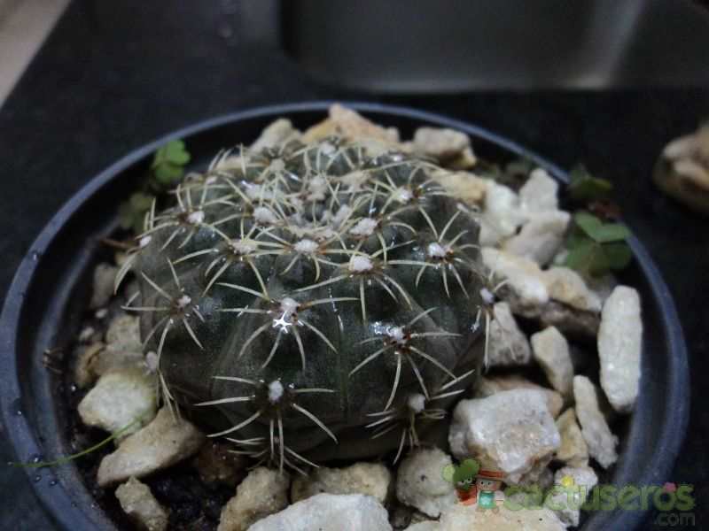 A photo of Gymnocalycium erinaceum