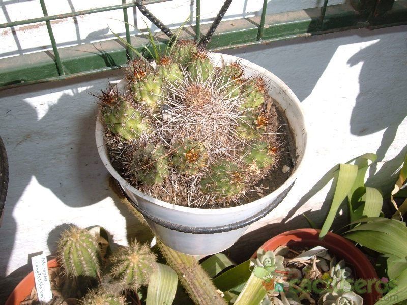 A photo of Echinopsis huotii
