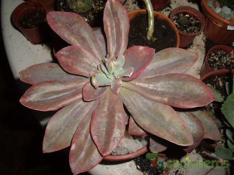 A photo of Echeveria Metallica (Hibrido)