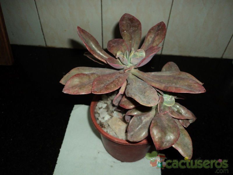 A photo of Echeveria Metallica (Hibrido)