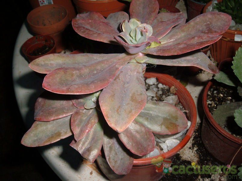 A photo of Echeveria Metallica (Hibrido)