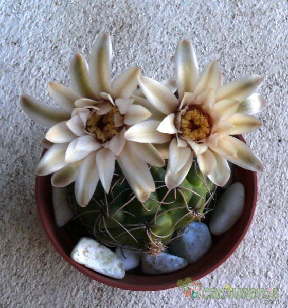 Una foto de Gymnocalycium capillense