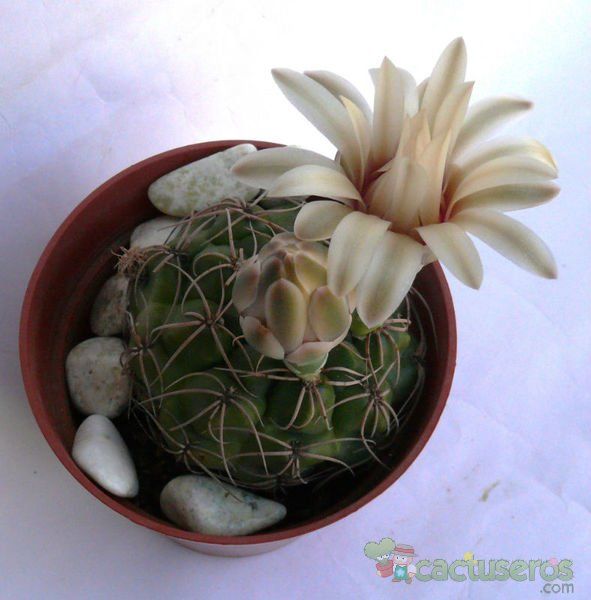 Una foto de Gymnocalycium capillense