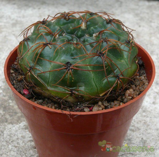 Una foto de Gymnocalycium capillense